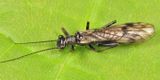 Podmosta macdunnoughi (female)