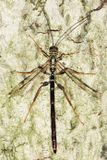 Giant Ichneumon - Megarhyssa macrurus