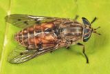 Hybomitra lasiophthalma