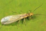 Sweltsa lateralis