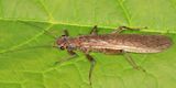 Acroneuria carolinensis