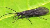 Chimarra obscura