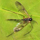 Aglaomyia gatineau