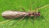Ostrocerca prolongata