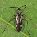 Orectoderus obliquus