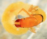 Dolophilodes distinctus