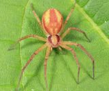 Philodromus exilis