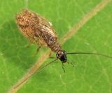 Psectra diptera