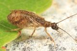 Psectra diptera
