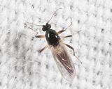 Palpomyia plebeiella