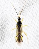 Tupiocoris rhododendri