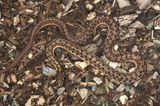 Eastern Garter Snake - Thamnophis sirtalis sirtalis