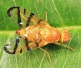 Rose Hip Fly - Rhagoletis basiola