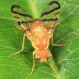 Rose Hip Fly - Rhagoletis basiola