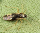 Plagiognathus alboradialis