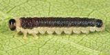Cladius brullei