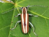 Round-headed Apple Tree Borer - Saperda candida