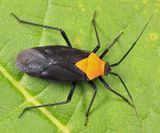 Prepops insitivus
