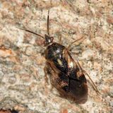 Eurychilopterella luridula