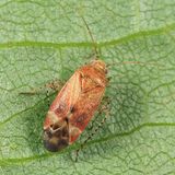 Psallus falleni