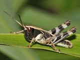 Boopedon flaviventris (male nymph)