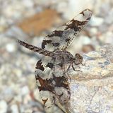 Filigree Skimmer - Pseudoleon superbus