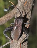 Giant Agave Bug - Acanthocephala thomasi