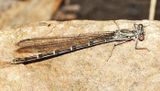Sooty Dancer - Argia lugens