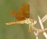 Eastern Amberwing - Perithemis tenera
