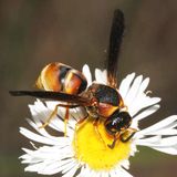 Euodynerus sp.