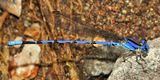 Spine-tipped Dancer - Argia extranea