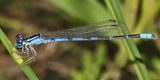 Arroyo Bluet - Enallagma praevarum