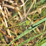 Western Pondhawk - Erythemis collocata