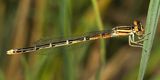 Mexican Forktail - Ischnura demorsa