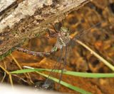 Riffle Darner - Oplonaeschna armata