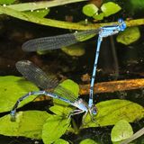  Sierra Madre Dancers - Argia lacrimans (blue form female)