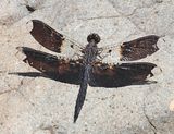 Filigree Skimmer - Pseudoleon superbus (male)