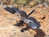 Filigree Skimmer - Pseudoleon superbus (male)