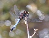 Plateau Dragonlet - Erythrodiplax basifusca