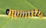 Nematinae - Craesus castaneae