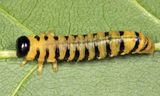 Nematinae - Craesus castaneae