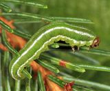 European Spruce Sawfly - Gilpinia hercyniae