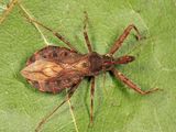 Acholla multispinosa