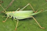 Drumming Katydid - Meconema thalassinum