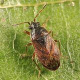 Stygnocoris sabulosus