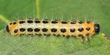 Cladius grandis