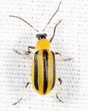 Striped Cucumber Beetle - Acalymma vittatum
