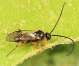 Microplitis sp.