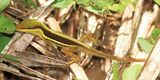 Olive Bush Anole - Anolis krugi