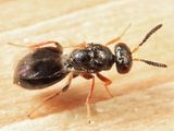 Blueberry Stem Gall Wasp - Hemadas nubilipennis